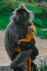 Silver Leaf Monkey