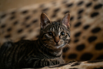 portrait of a brown striped cat