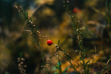 little red berry on a branch in autumn