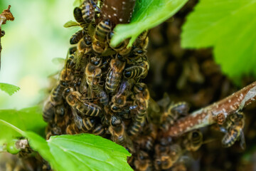 bees on a tree branch