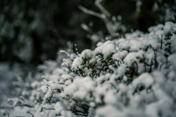 snow covered branches of a tree