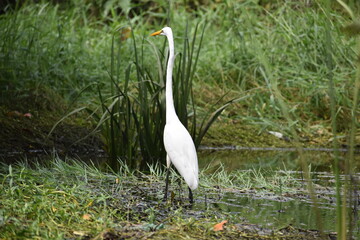 Fototapeta premium white colored lengthy with yellow beaked crane searching for its food in a lake