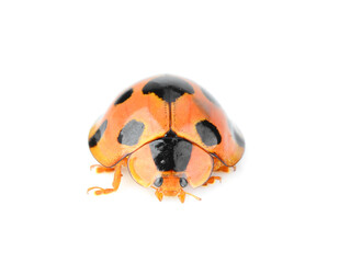 ladybug isolated on white background.
