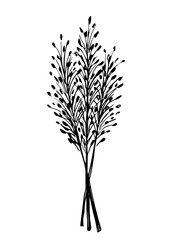 Fototapeta premium Hand-drawn vector drawing in black outline. Bunch of wild steppe pampas grass, cortaderia plant. Bouquet of dried flowers, twigs of a panicle for boho decor, decoration.