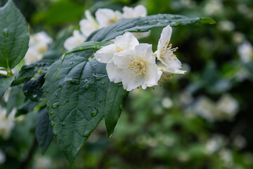 white flowers with water droplets