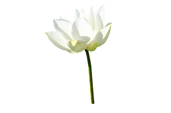 White lotus flower isolated on white background with Clipping Paths.
