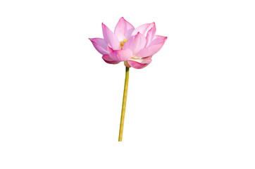 Lotus flower isolated on white background with Clipping Paths.