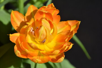 tulipan