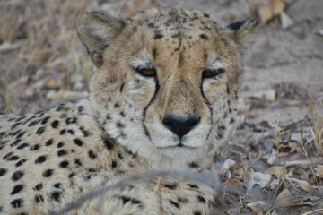 cheetah in the grass