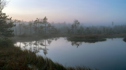 Naklejka na ściany i meble bog lake, misty bog landscape with swamp pines and traditional bog vegetation, fuzzy background, fog in bog, dusk