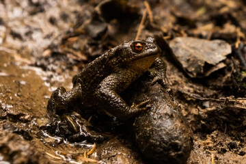 frog on the ground