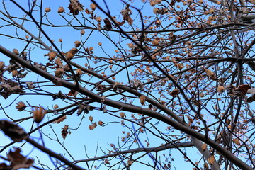 伊丹　兵庫　日本