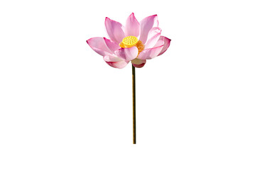 Pink lotus flower isolated on white background with Clipping Paths.
