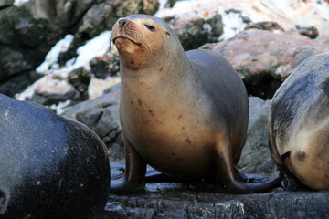 Naklejka premium South American sealion (Otaria flavescens) on the sea lion island, ushuaia, Argentina.