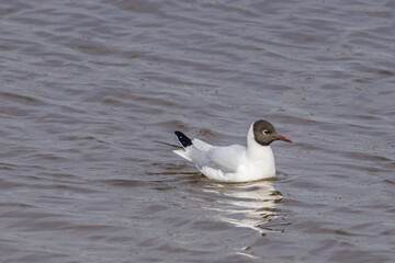 seagull on the water