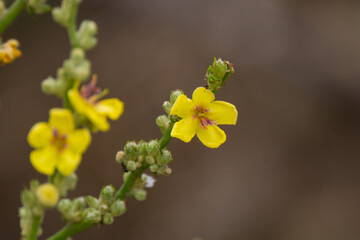 close up of small yellow flower