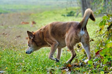 dog on grass, photo picture digital image