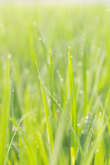 Water droplets on the light green rice leaves and blur green nature background