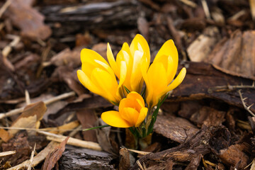 yellow crocus flowers in spring