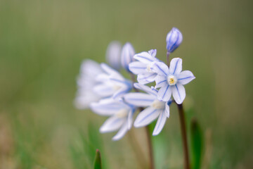 blue spring flower
