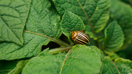colorado potato beetle on leaf