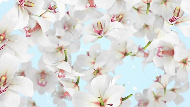 Flowers Orchid White Looped Video