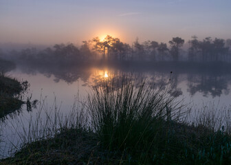 tree silhouettes at sunrise, misty bog landscape with swamp pines and traditional bog vegetation, fuzzy background, fog in bog