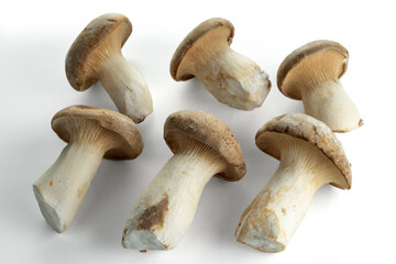 Six king trumpet mushroom isolated on white background. Useful edible mushrooms.
