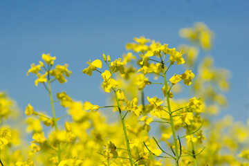Obraz premium yellow rapeseed field