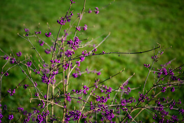 Purple fruits on a bush without leaves.