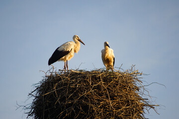 storks in the nest