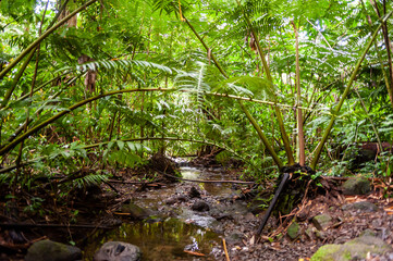 Forest at Honolulu,Hawaii