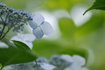 水色の紫陽花の花