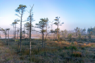 misty mire landscape with swamp pines and traditional mire vegetation, fuzzy background, fog in bog, twilight