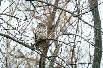 Obraz premium Barred Owl hunts for its next meal