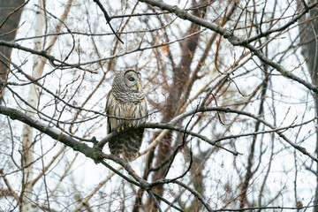 Barred Owl looks for its next meal