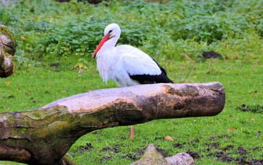 stork at the deercamp of rotterdam, the netherlands