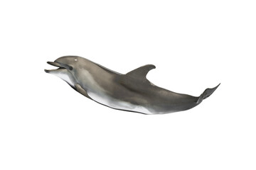 smiling dolphin isolated on white background