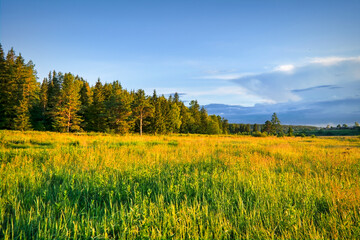 Summer landscape green meadow on a background of forest and cloudy sky.