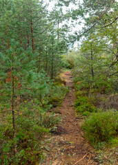 walking trail in the forest, boggy forest vegetation, plants, grass, moss in the rain, autumn