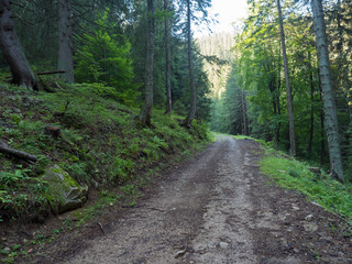 Wide empty forest dirt road in summer spruce tree forest and lush green grass at Low Tatras nature park, Slovakia