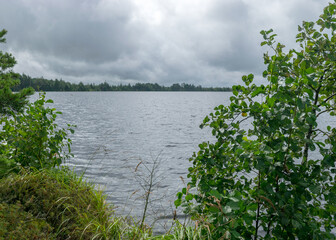 rainy day, rainy background, traditional bog landscape, bog lake in the rain, swamp grass and moss, small bog pines during rain, swamp in autumn