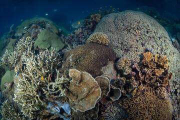 Diverse biodiversity and many species of coral on healthy coral reef 