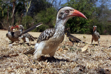 Red-billed hornbill (Tockus rufirostris) sitting on the ground.Portrait of a bird with a red open beak on the ground.