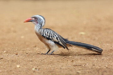 Young southern red-billed hornbill (Tockus rufirostris) sitting on the ground