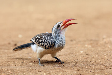 Young southern red-billed hornbill (Tockus rufirostris) sitting on the ground with open beak.A bird with a red open beak on the ground.