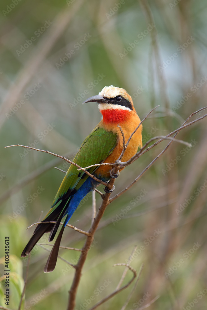 Wall mural The white-fronted bee-eater (Merops bullockoides) sottzing on the branch with green background.