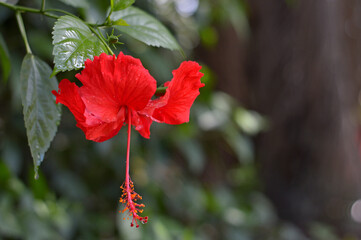 bunga kembang sepatu - hibiscus flower in bloom in the garden of the house