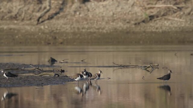 The northern lapwing (Vanellus vanellus) on the Drava River
