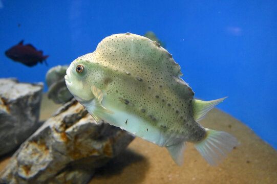 Cyclopterus Lumpus Photos Royalty Free Images Graphics Vectors Videos Adobe Stock